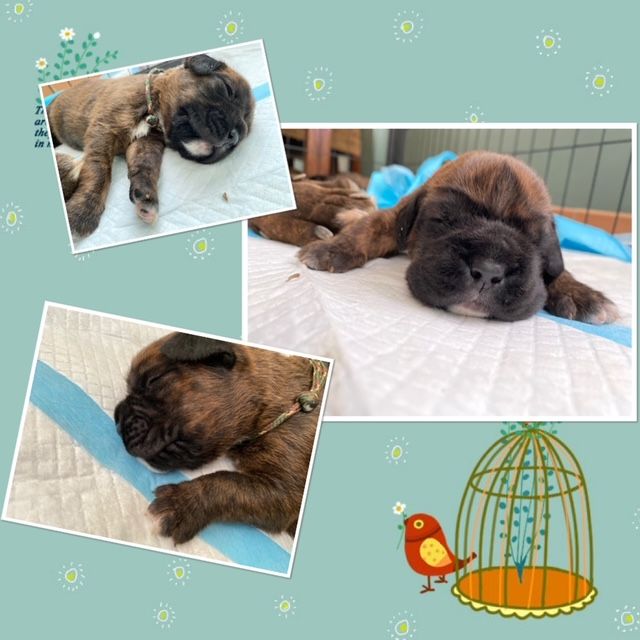 Des Crocs De La Chenaie - Boxer - Portée née le 10/03/2022